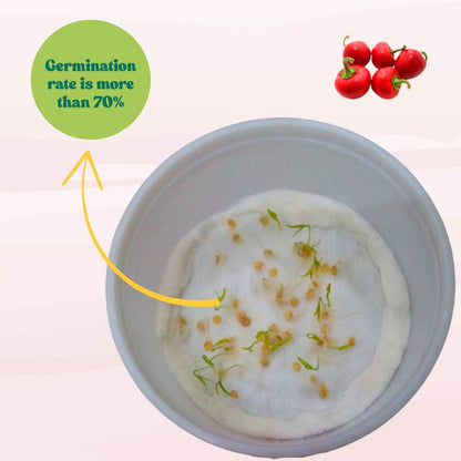 Ornamental Chilly Choice Round Mix Seeds -  (50 Seeds) High Yield | High Germination | Best for Home Gardens (मिर्च के बीज)