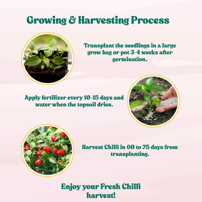 Ornamental Chilly Choice Round Mix Seeds -  (50 Seeds) High Yield | High Germination | Best for Home Gardens (मिर्च के बीज)