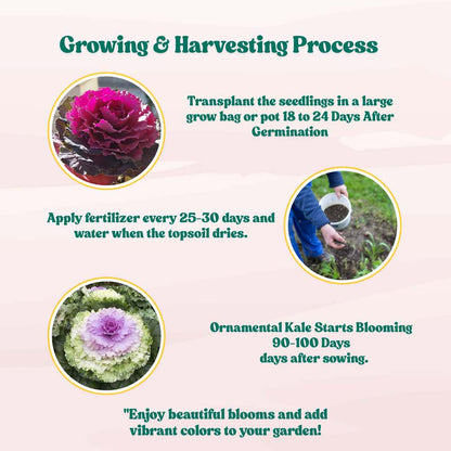 Ornamental Kale Fringed Leaves Mix Seeds - 200 Seeds(Flowering Kale / सजावटी गोभी के बीज) Easy To Grow, High Germination, Perfect for pots, balconies, or Terrace gardens