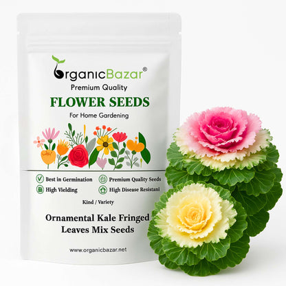 Ornamental Kale Fringed Leaves Mix Seeds - 200 Seeds(Flowering Kale / सजावटी गोभी के बीज) Easy To Grow, High Germination, Perfect for pots, balconies, or Terrace gardens