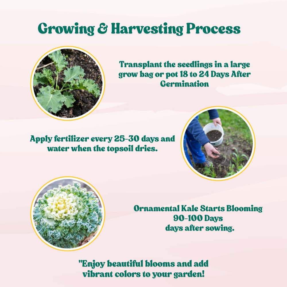 Ornamental Kale Round Leaves Mix Seeds - 200 Seeds (Flowering Kale / सजावटी गोभी के बीज) Easy To Grow, High Germination, Perfect for pots, balconies, or Terrace gardens