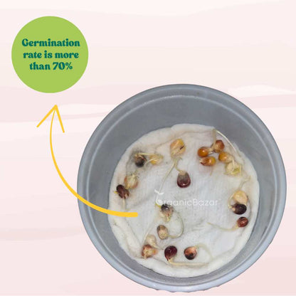 Ornamental Multi Color Corn Seeds - 20 Seeds (Makka/मक्का के बीज) High Germination, Easy to Grow, Premium Quality Ornamental Corn Seeds for Kitchen Gardening