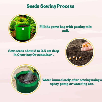 Ornamental Multi Color Corn Seeds - 20 Seeds (Makka/मक्का के बीज) High Germination, Easy to Grow, Premium Quality Ornamental Corn Seeds for Kitchen Gardening