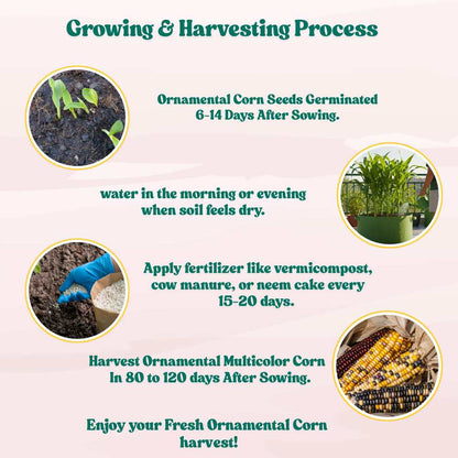 Ornamental Multi Color Corn Seeds - 20 Seeds (Makka/मक्का के बीज) High Germination, Easy to Grow, Premium Quality Ornamental Corn Seeds for Kitchen Gardening