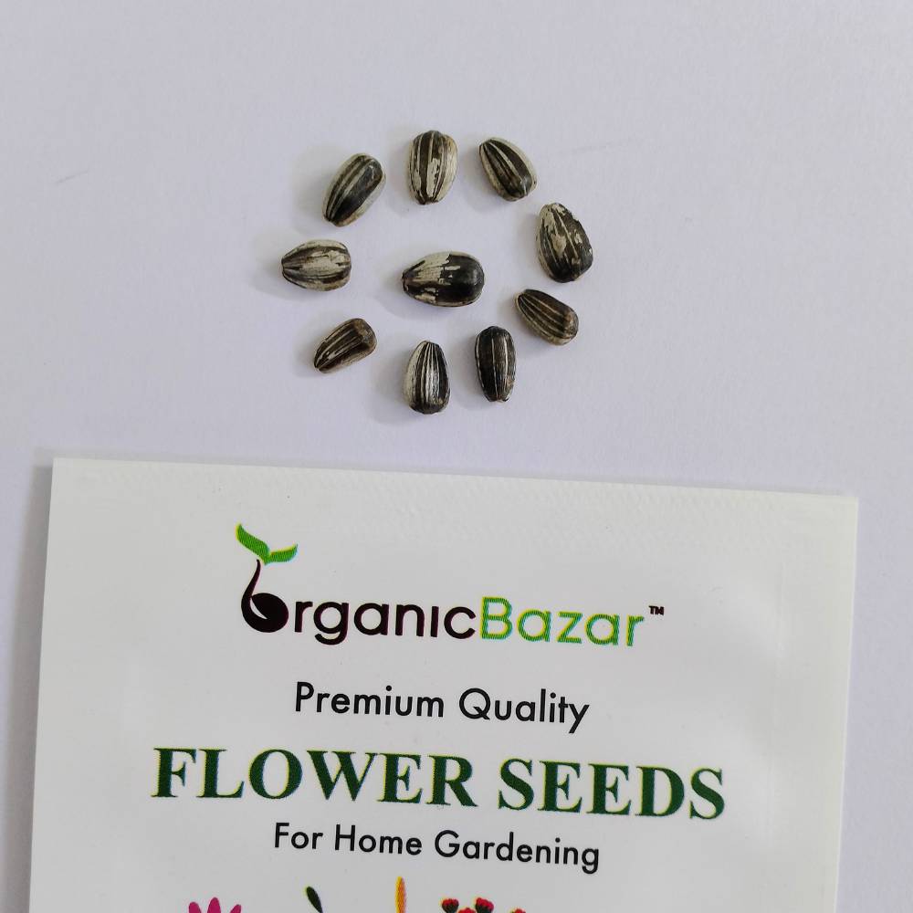 Buy Best quality Ornamental Sunflower F1 Hybrid Seeds Online Organicbazar