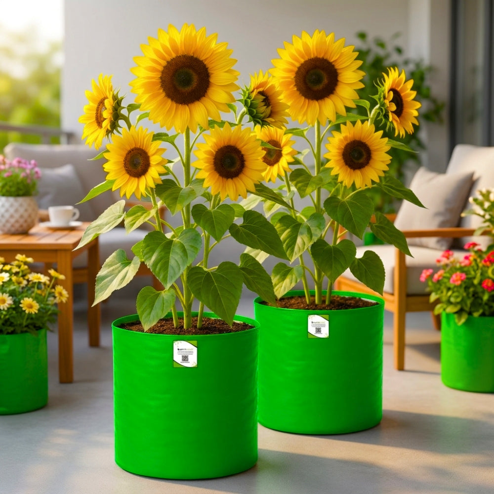 Ornamental Sunflower Seeds For Home Gardening - 10 Seeds (Surajmukhi/ सूरजमुखी के बीज)High Germination/ Easy To grow/ Perfect For Terrace gardening