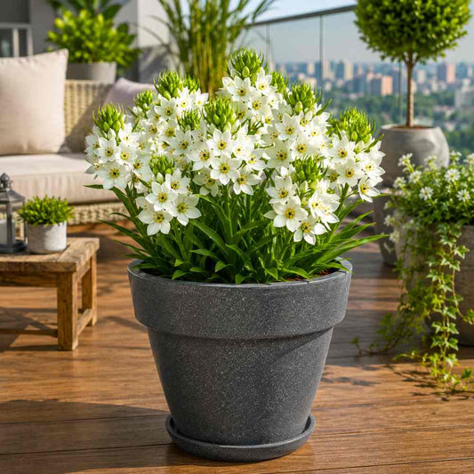 Ornithogalum Chincherinchee Flower Bulb (5N)