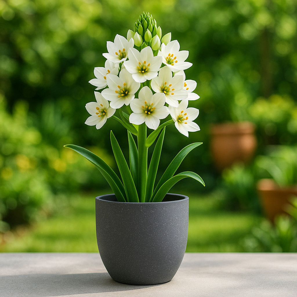 Ornithogalum Chincherinchee Flower Bulb (5N)
