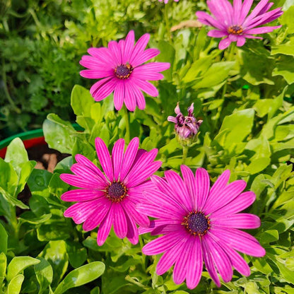 Osteospermum Ecklonis Mix Seeds (50 Seeds) Easy To Grow, High Germination, Perfect for pots, balconies, or Terrace gardens