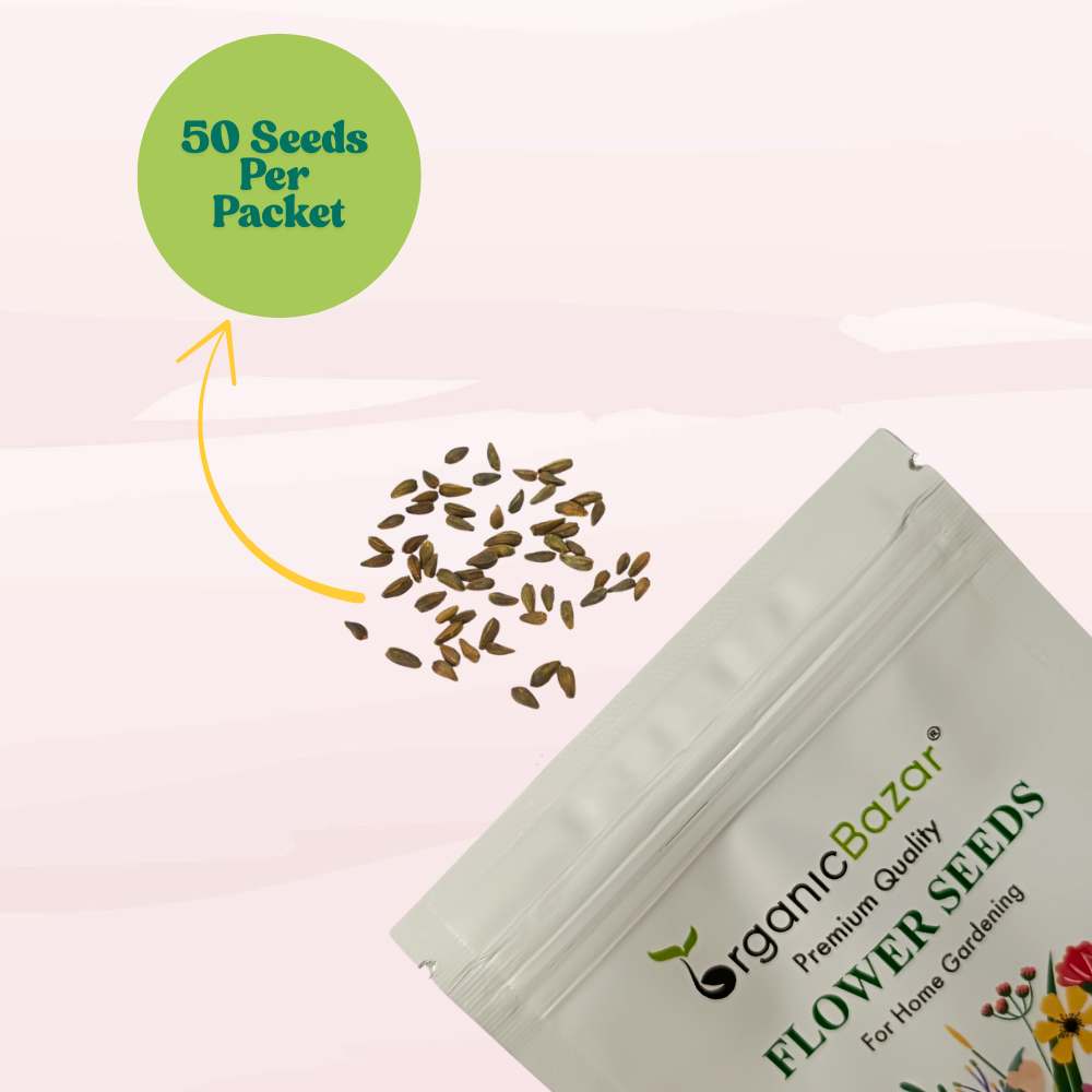 Osteospermum Ecklonis Mix Seeds (50 Seeds) Easy To Grow, High Germination, Perfect for pots, balconies, or Terrace gardens