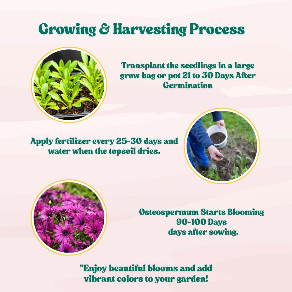 Osteospermum Ecklonis Mix Seeds (50 Seeds) Easy To Grow, High Germination, Perfect for pots, balconies, or Terrace gardens