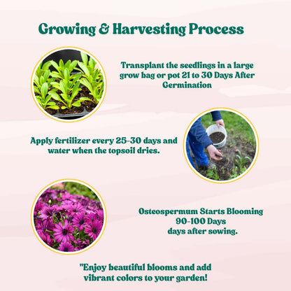 Osteospermum Ecklonis Mix Seeds (50 Seeds) Easy To Grow, High Germination, Perfect for pots, balconies, or Terrace gardens