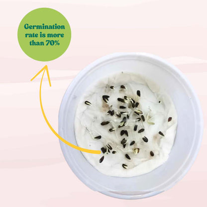 Osteospermum Ecklonis Mix Seeds (50 Seeds) Easy To Grow, High Germination, Perfect for pots, balconies, or Terrace gardens