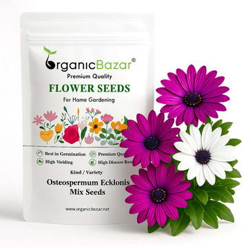 Osteospermum Ecklonis Mix Seeds (50 Seeds) Easy To Grow, High Germination, Perfect for pots, balconies, or Terrace gardens