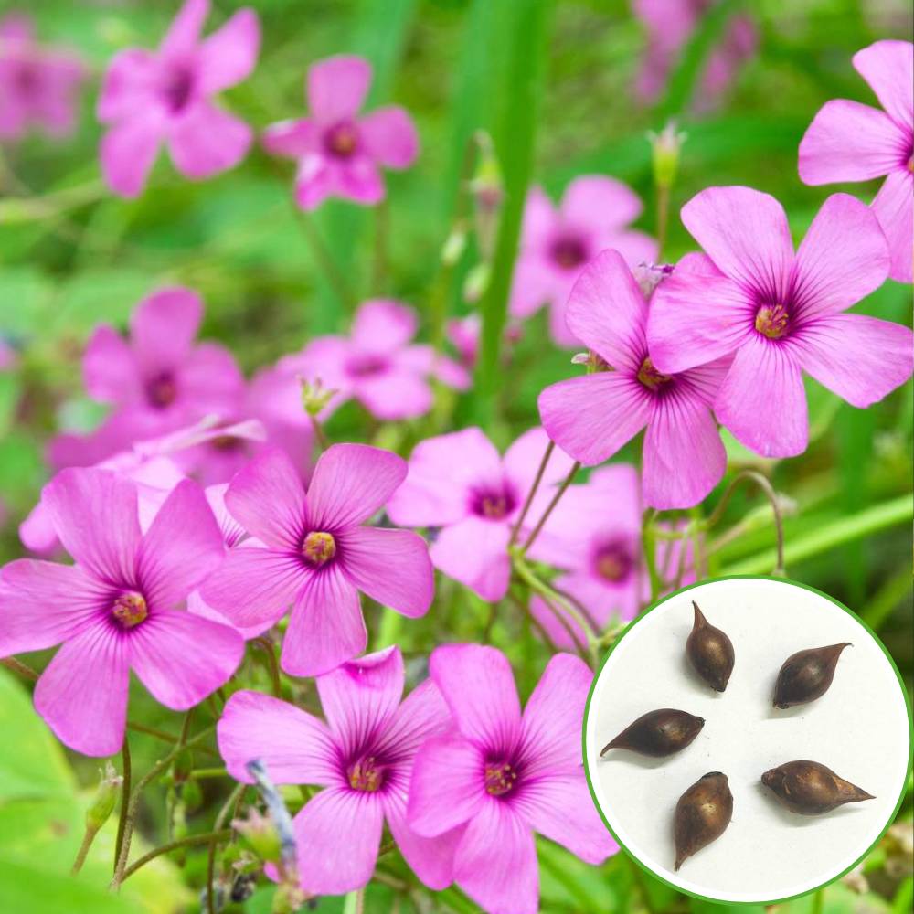 Oxalis Pink Flower Bulbs