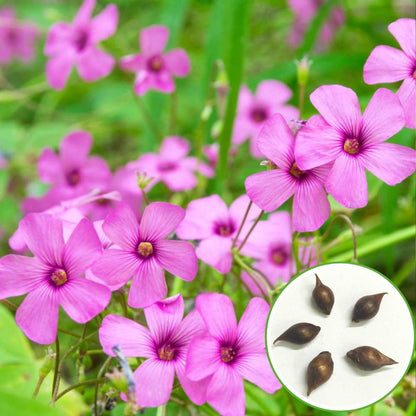 Oxalis Pink Flower Bulbs