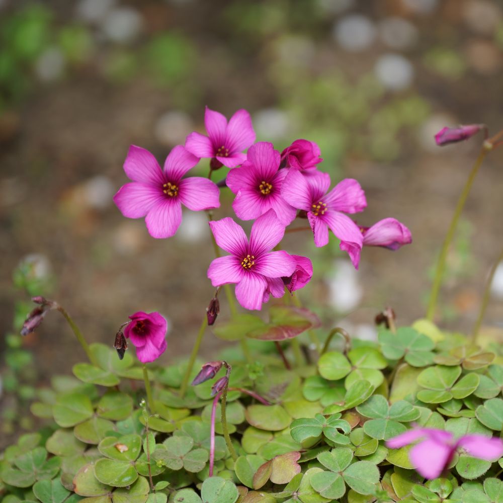 Oxalis Versicolor Flower Bulbs