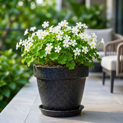 Oxalis White Flower Bulbs (05N)