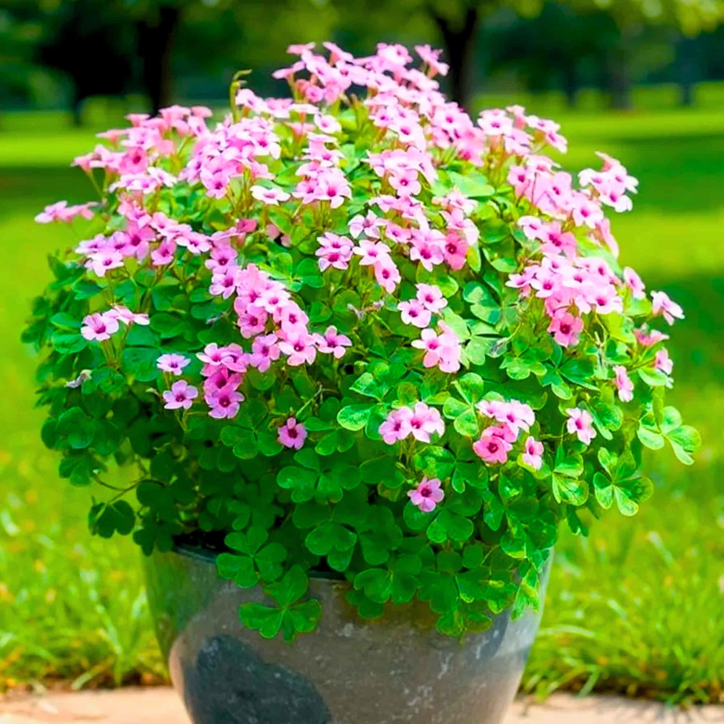 Oxalis Pink Flower Bulbs