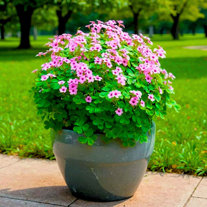 Oxalis Pink Flower Bulbs