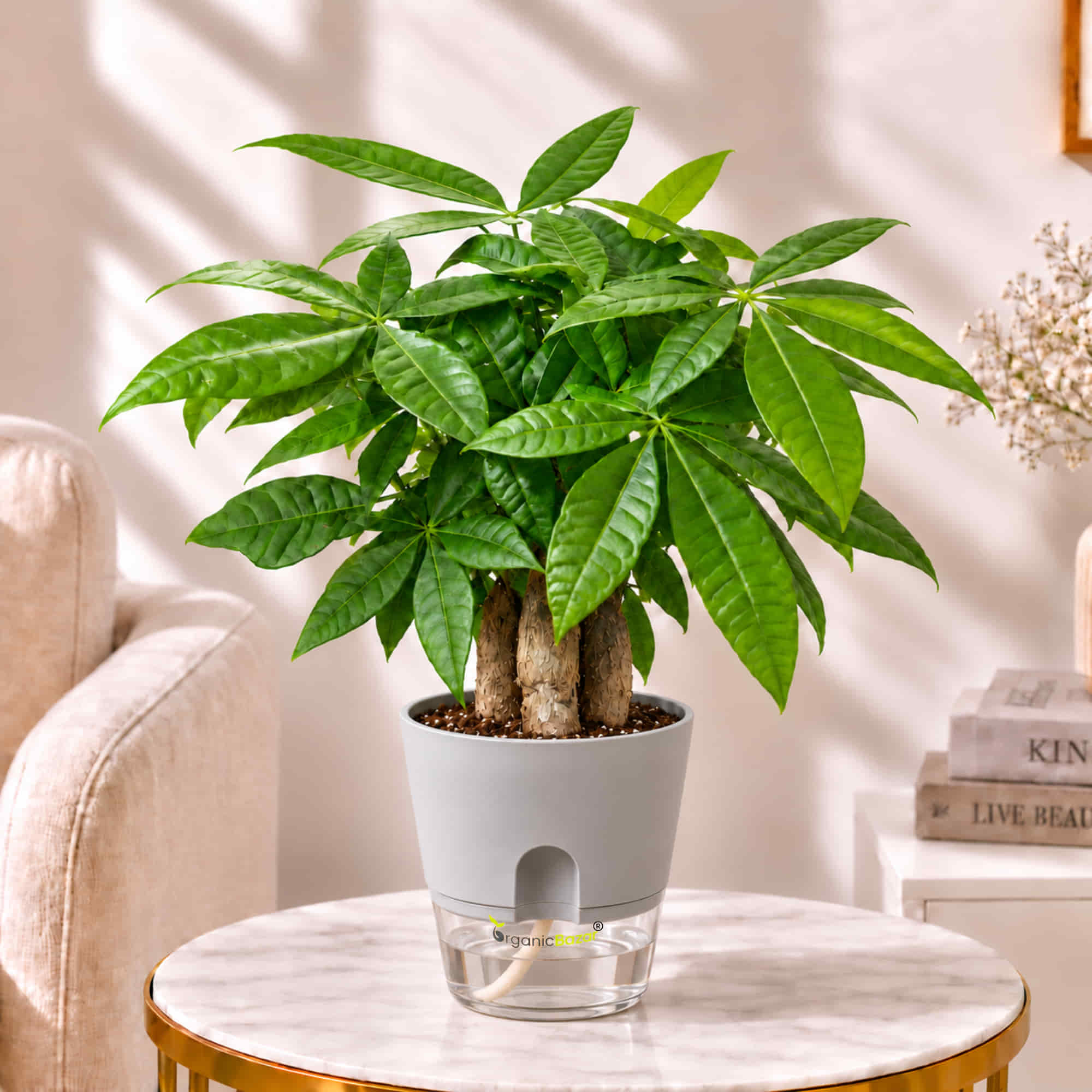 Pachira Money Tree Live Plant