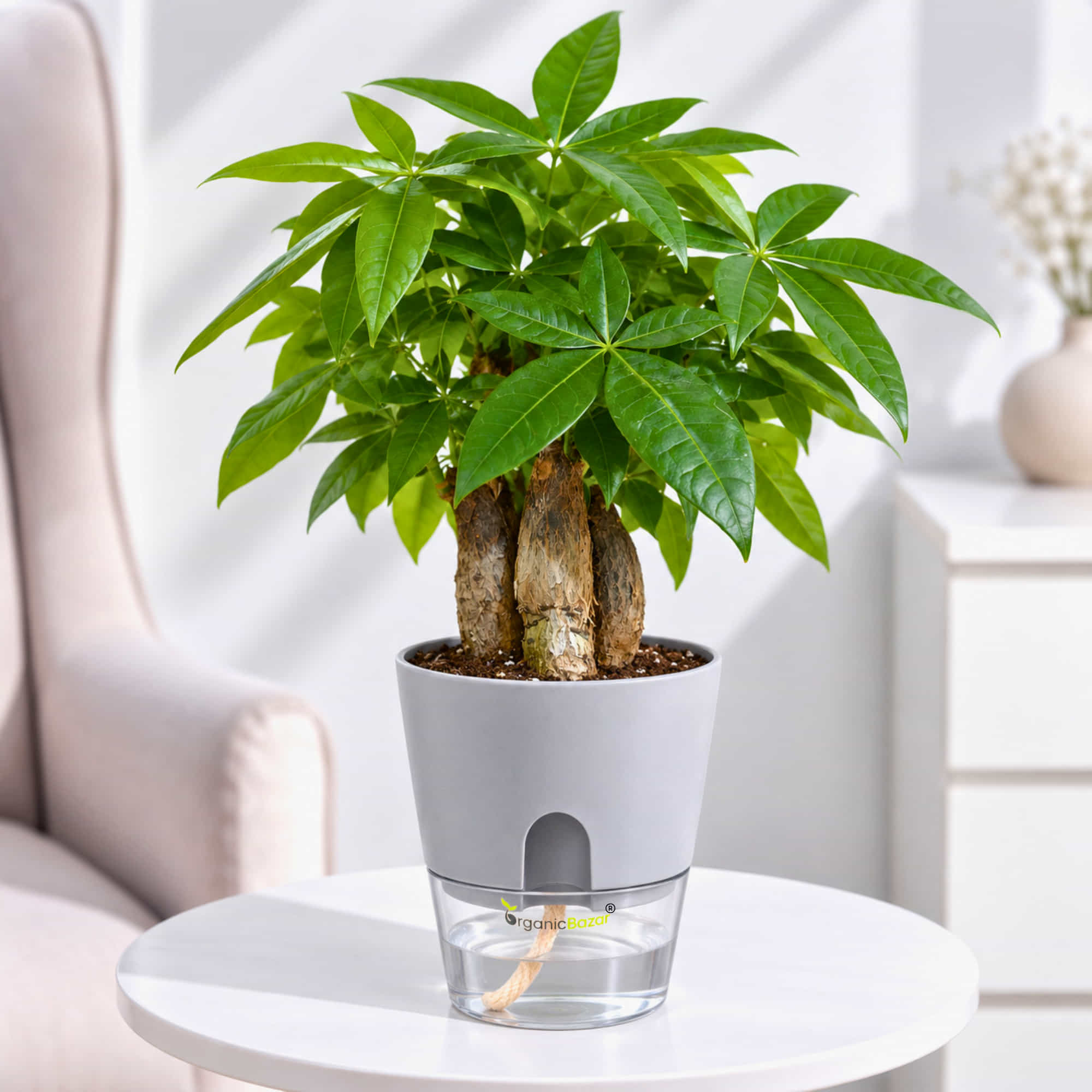 Pachira Money Tree Live Plant