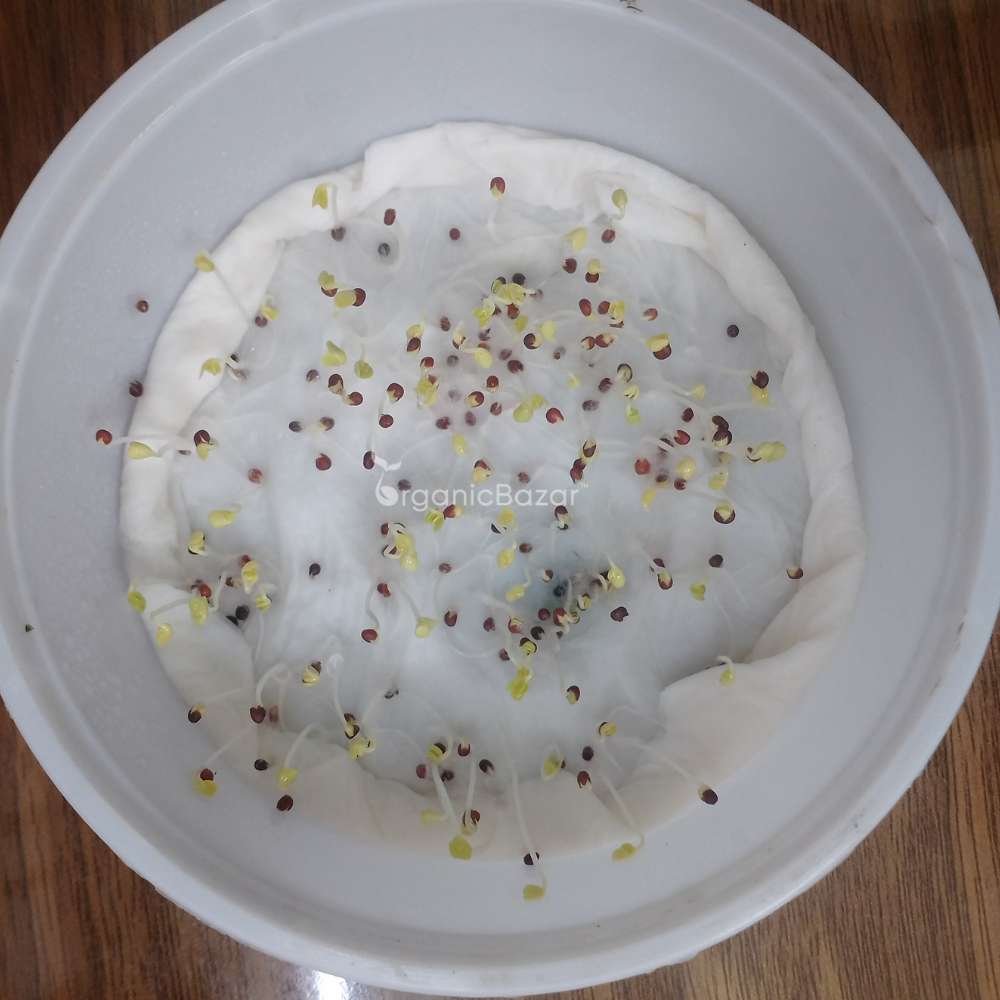 Pak Choi (Bok Choi) Seeds - 150 Seeds (पाक चोई के बीज)