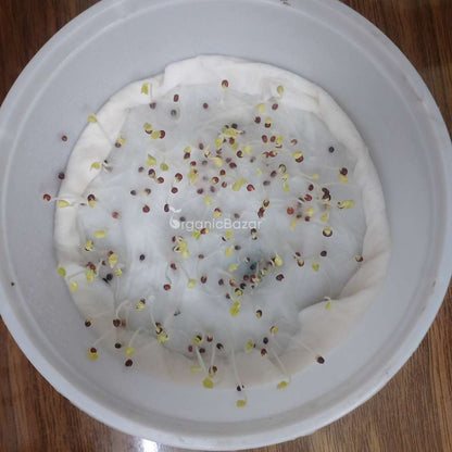 Pak Choi (Bok Choi) Seeds - 150 Seeds (पाक चोई के बीज)