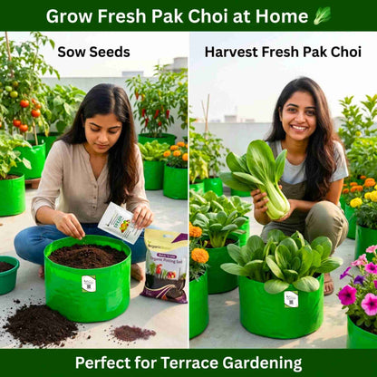 Pak Choi (Bok Choi) Seeds - 150 Seeds (पाक चोई के बीज)