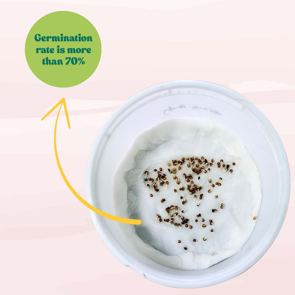 Pansy Swiss Giant Blue seeds (150 Seeds) Easy To Grow, High Germination, Perfect for pots, balconies, or Terrace gardens