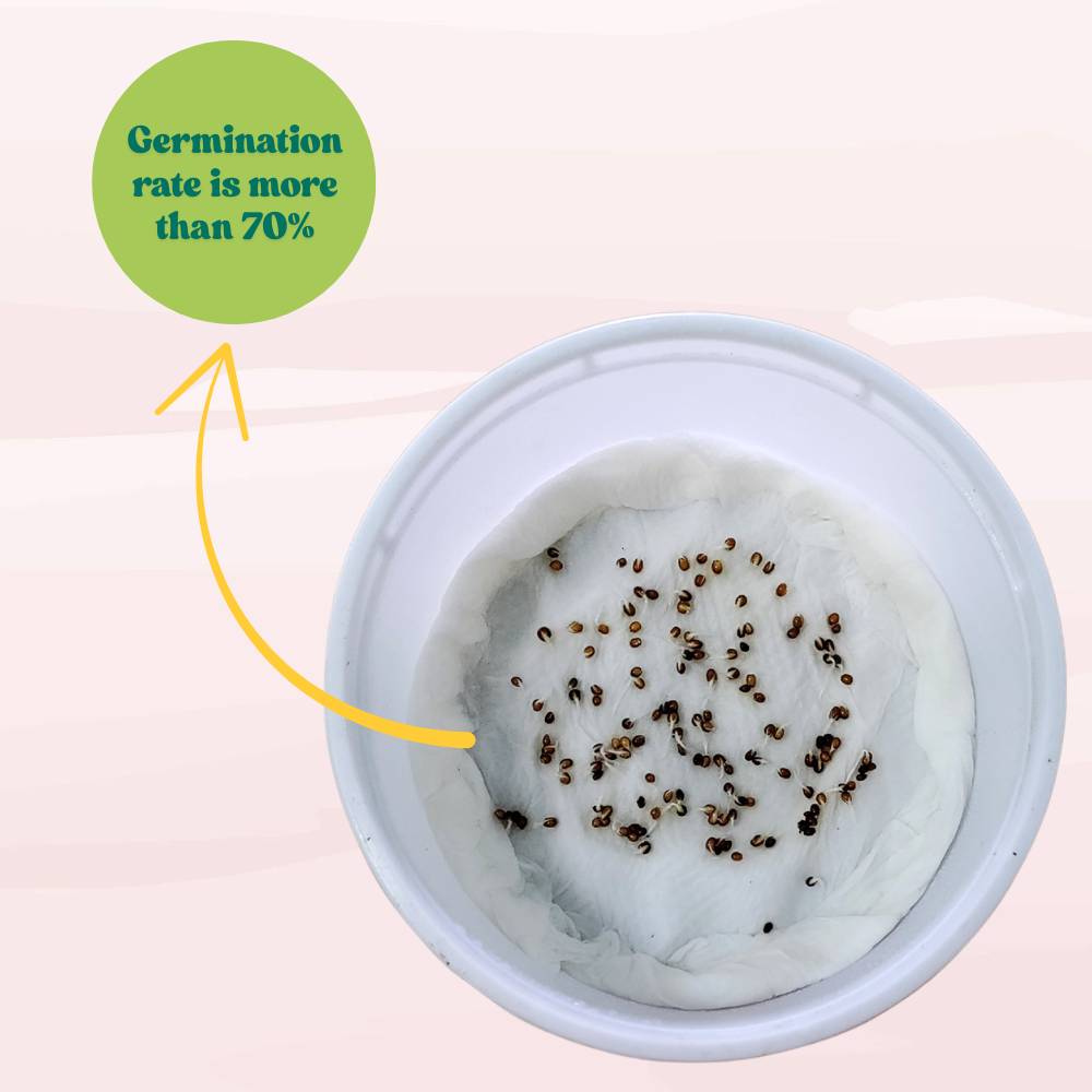 Pansy Swiss Giant Mix Seeds (150 Seeds) Easy To Grow, High Germination, Perfect for pots, balconies, or Terrace gardens