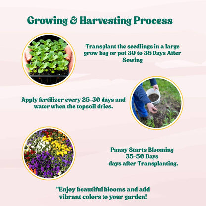 Pansy Swiss Giant Mix Seeds (150 Seeds) Easy To Grow, High Germination, Perfect for pots, balconies, or Terrace gardens