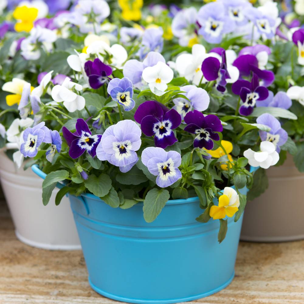 Pansy Swiss Giant Mix Seeds (150 Seeds) Easy To Grow, High Germination, Perfect for pots, balconies, or Terrace gardens