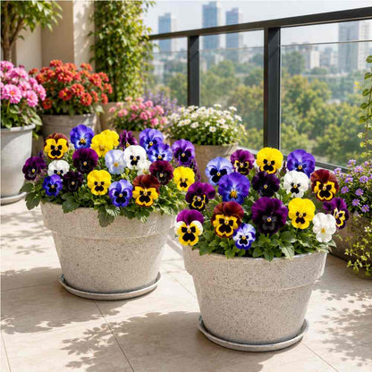 Pansy Swiss Giant Mix Seeds (150 Seeds) Easy To Grow, High Germination, Perfect for pots, balconies, or Terrace gardens