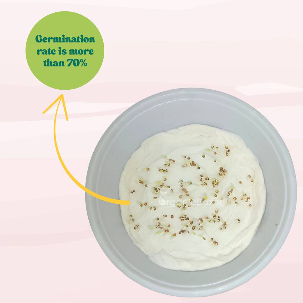 Pansy Swiss Giant White Seeds (150 Seeds) Easy To Grow, High Germination, Perfect for pots, balconies, or Terrace gardens