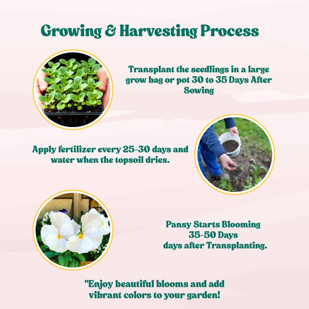 Pansy Swiss Giant White Seeds (150 Seeds) Easy To Grow, High Germination, Perfect for pots, balconies, or Terrace gardens