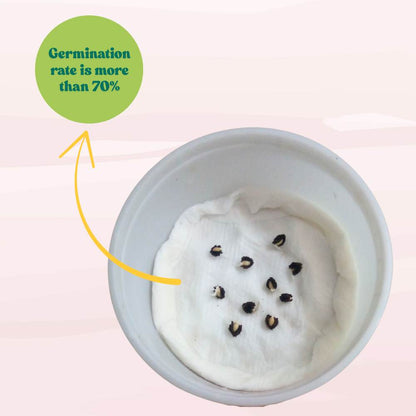 Papaya Seeds  - 10 Seeds (Papita ke beej/पपीता के बीज) High Germination,High-yielding and fast-growing