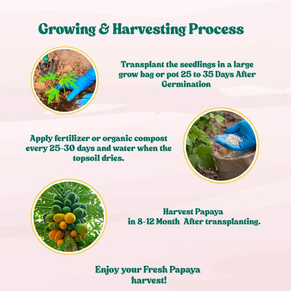 Papaya Seeds  - 10 Seeds (Papita ke beej/पपीता के बीज) High Germination,High-yielding and fast-growing