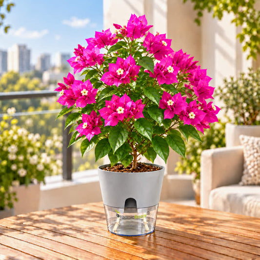 Bougainvillea Paper Flower Live Plant (Pink)