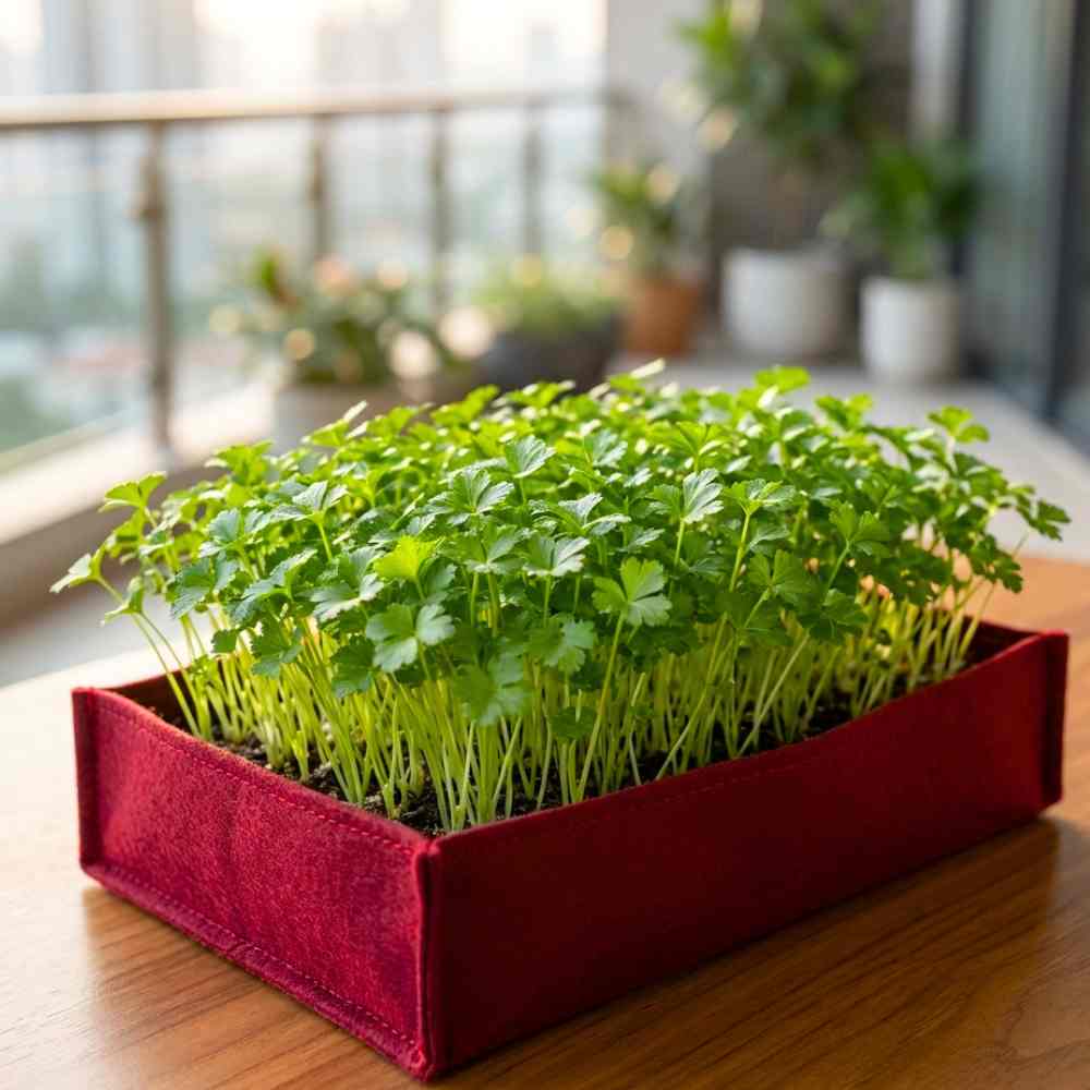 Parsley Microgreen Seeds (5g)