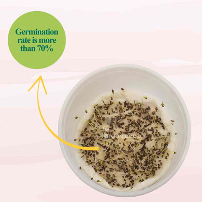 Parsley Microgreen Seeds (5g)