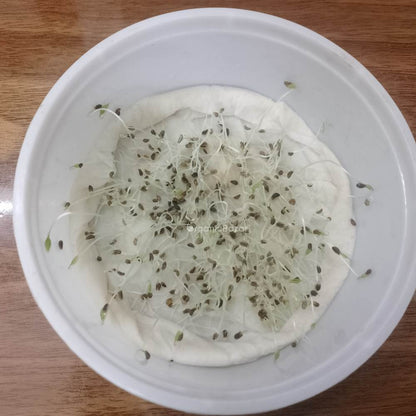 Parsley Seeds - 750 Seeds (Ajmod/अजमोद के बीज)