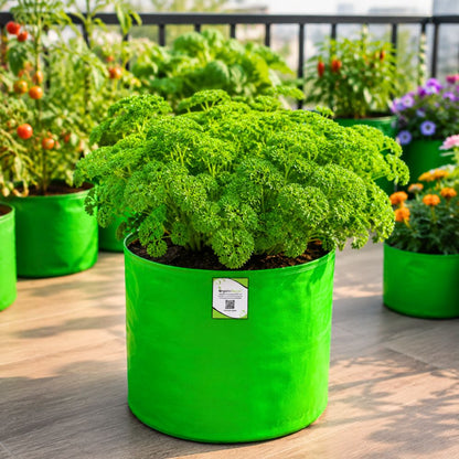 Parsley Seeds - 750 Seeds (Ajmod/अजमोद के बीज)
