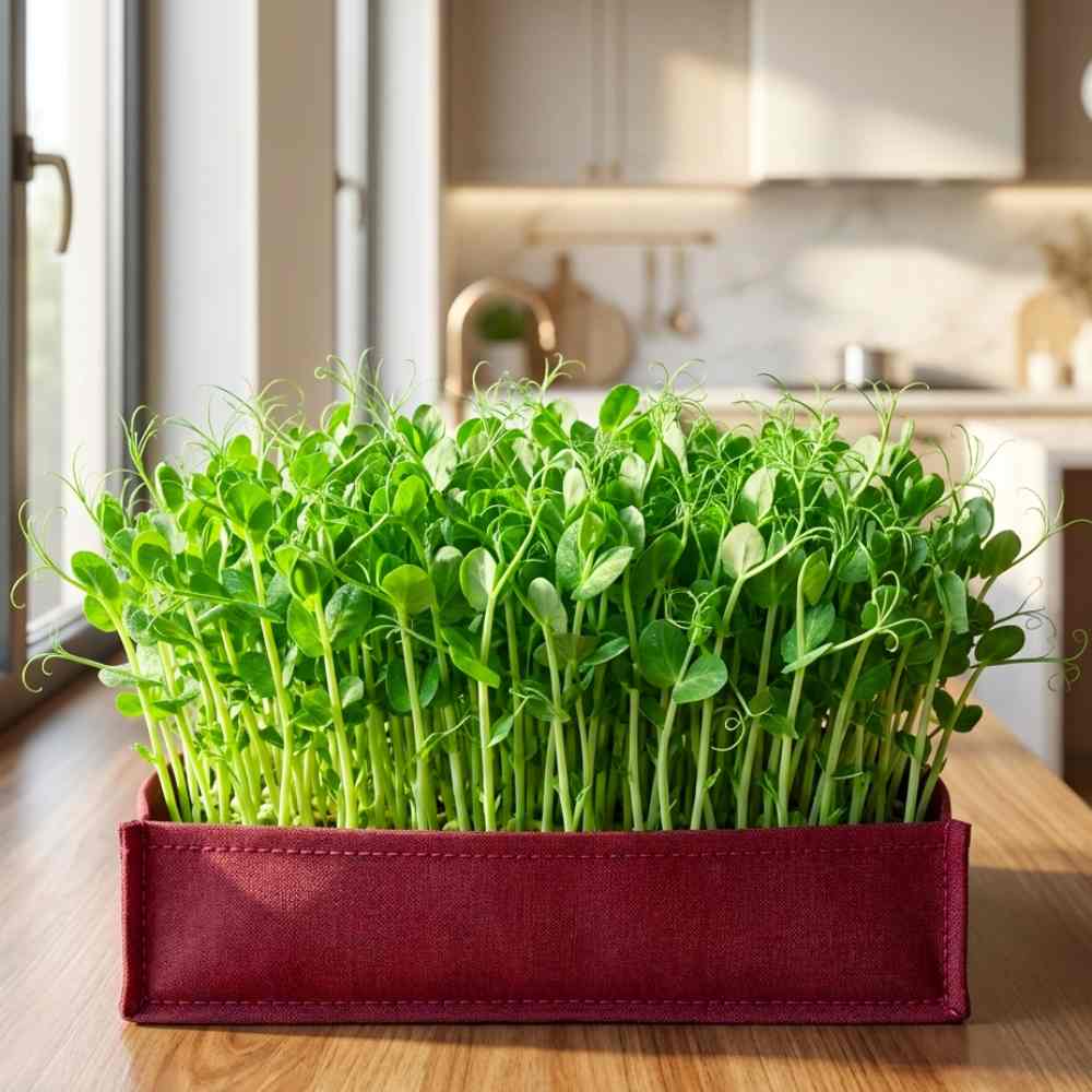 Peas Microgreens Seeds (50g)
