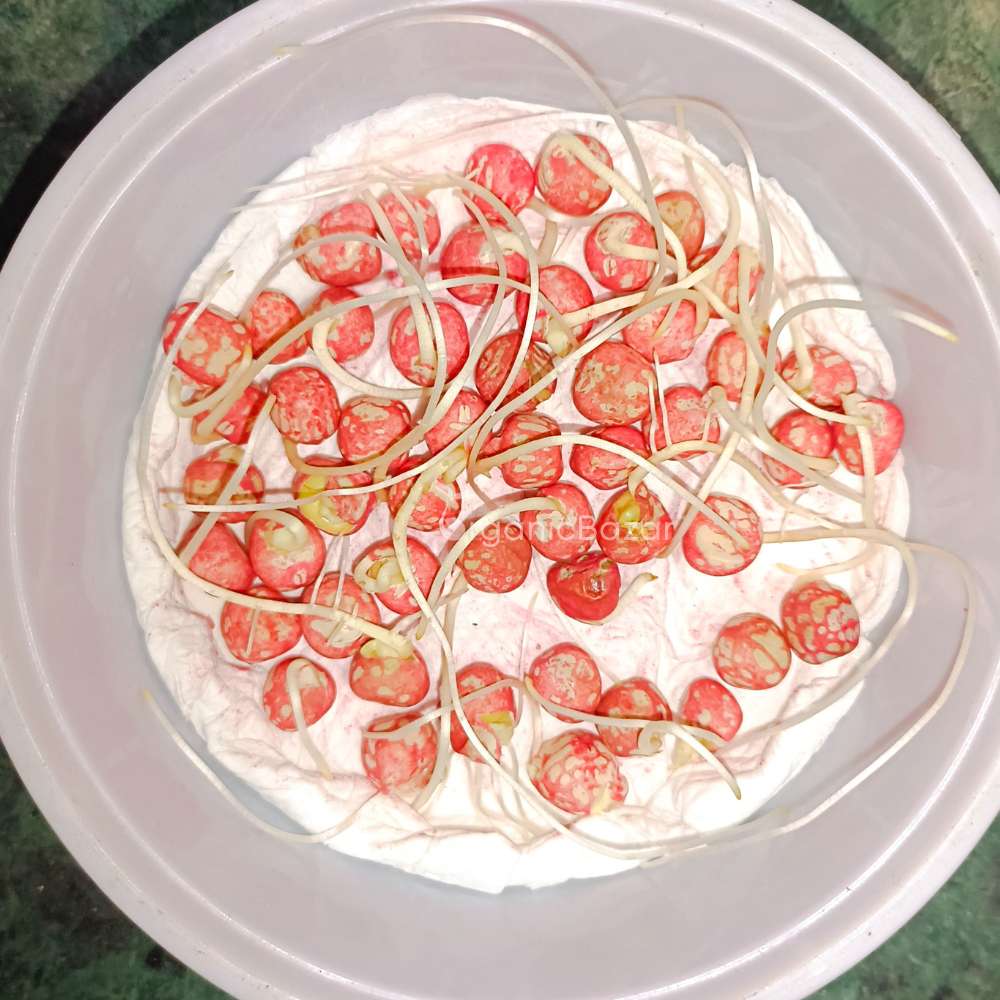 Peas (Matar) Seeds - 50 Seeds (मटर के बीज)