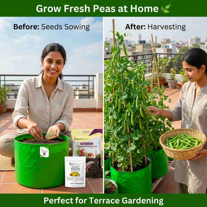 Peas (Matar) Seeds - 50 Seeds (मटर के बीज)