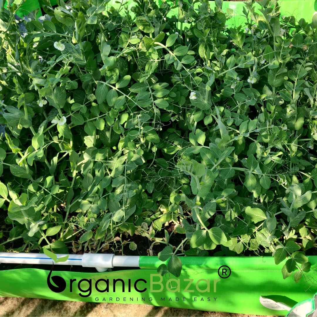 Peas (Matar) Seeds - 50 Seeds (मटर के बीज)