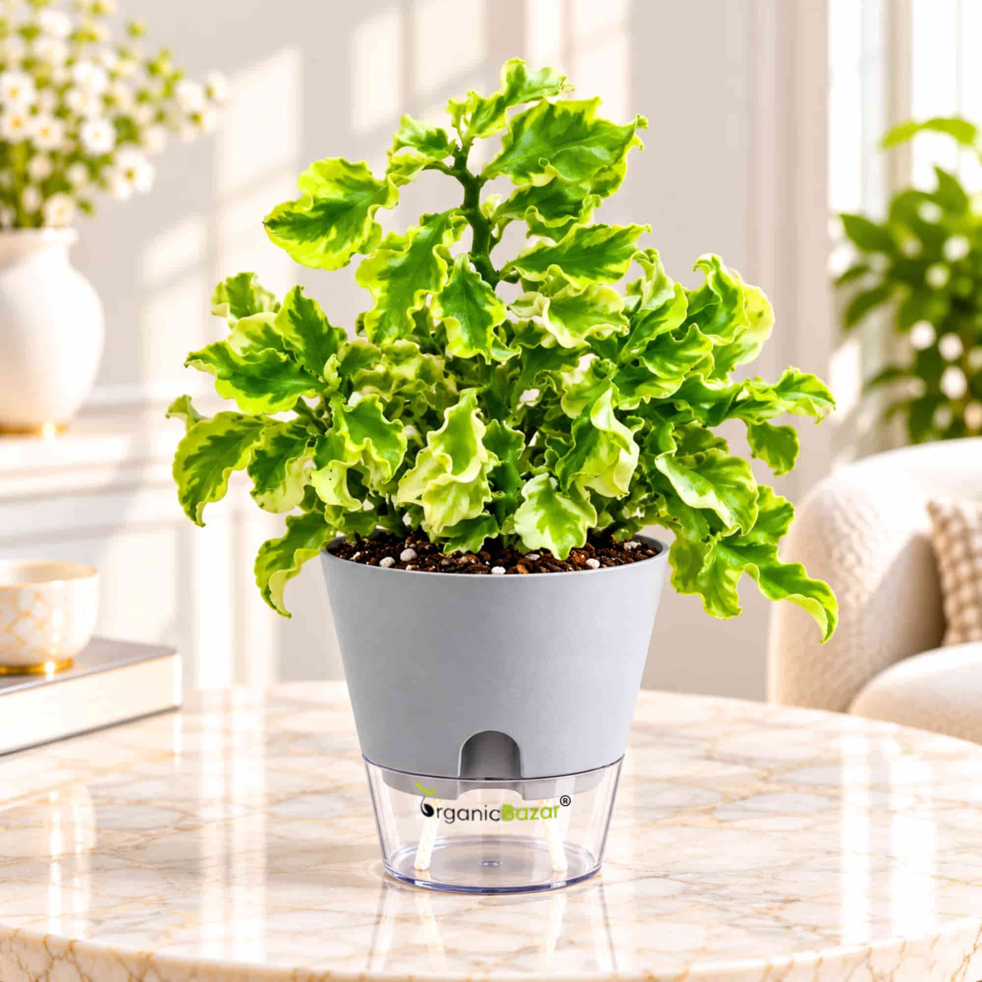 Pedilanthus Curly Variegated Live Plant