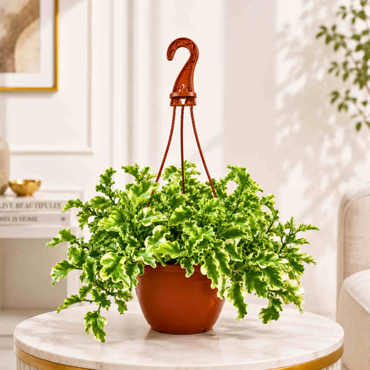 Pedilanthus Tithymaloides Curly Variegated Live Plant With Hanging Pot