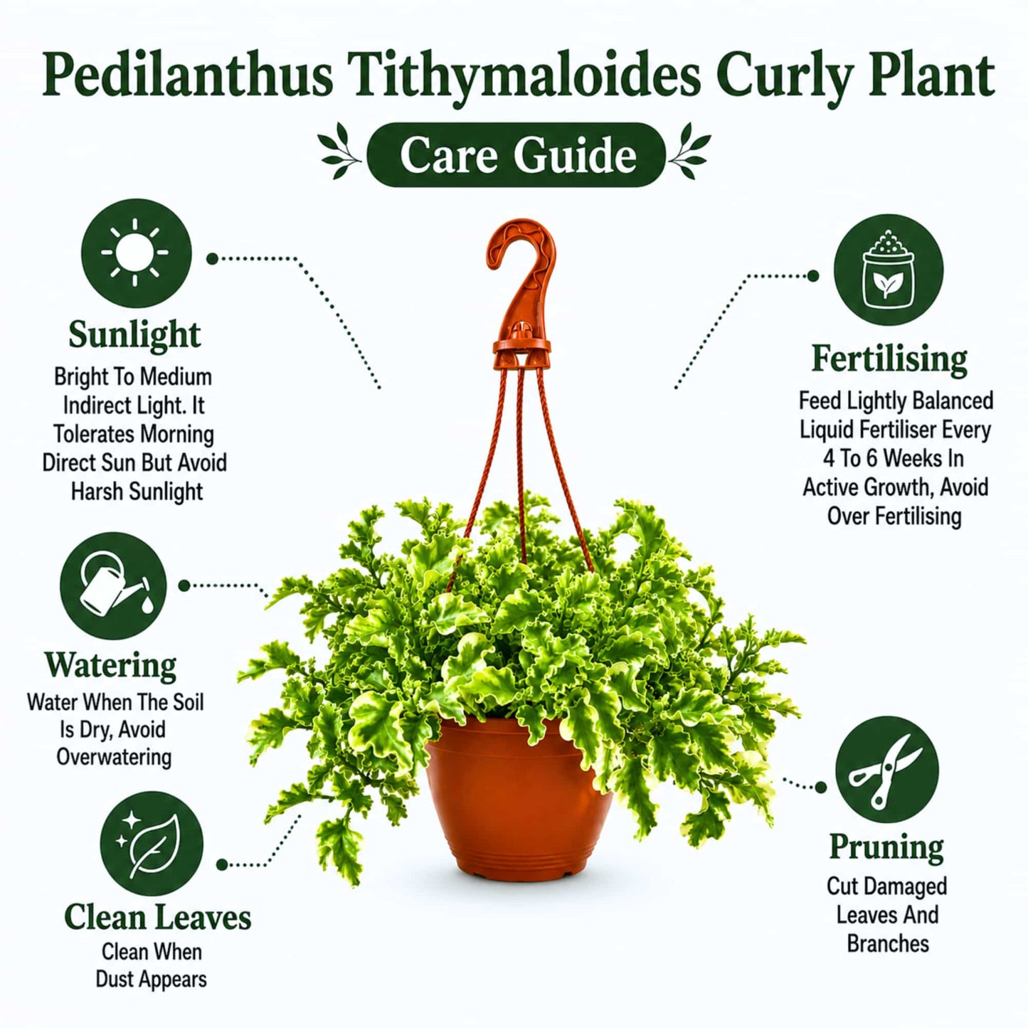 Pedilanthus Tithymaloides Curly Variegated Live Plant With Hanging Pot